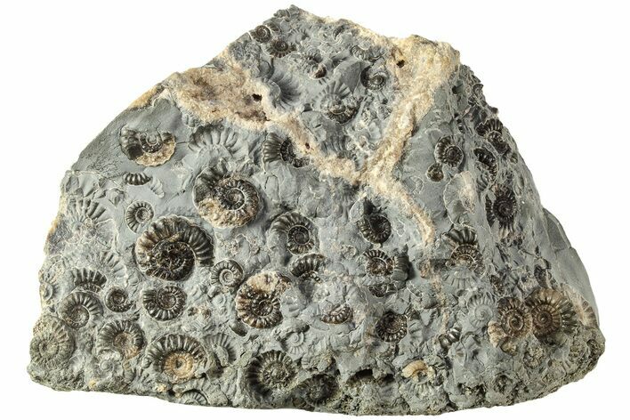 Ammonite (Promicroceras) Cluster - Marston Magna, England #216627